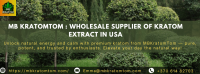 Wholesale Kratom Extract in USA – Shop with MB Kratomtom