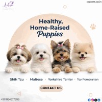 Healthy & Ethical Puppies for Sale in Bangalore – Meet Your New Best Friend!