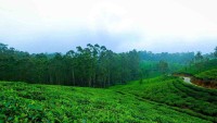 Ooty Kodaikanal Tour Packages for Memorable Hill Trips
